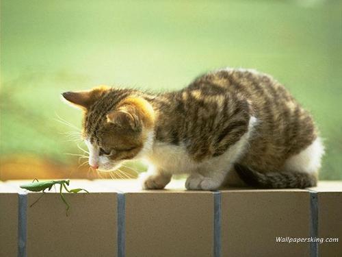 探索猫咪世界最新动态，猫咪最新版资讯发布