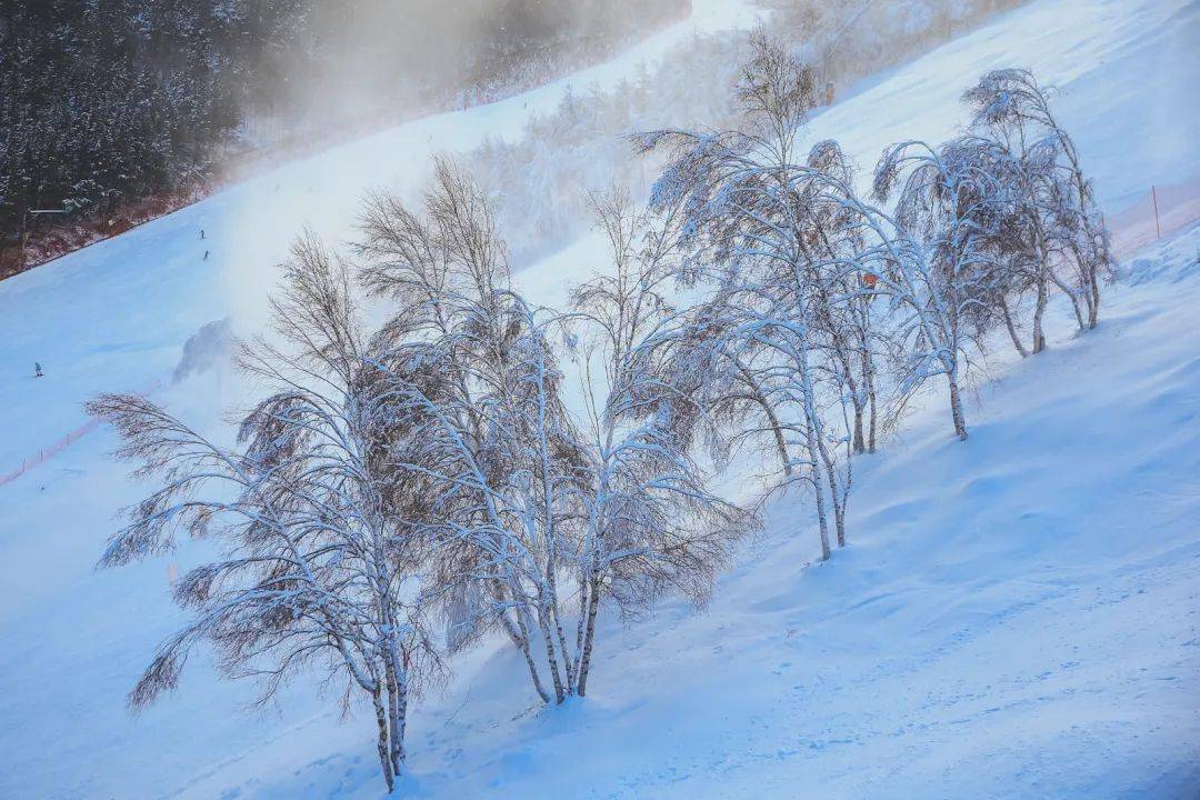 万龙最新雪图展现自然之美与冬季运动风采