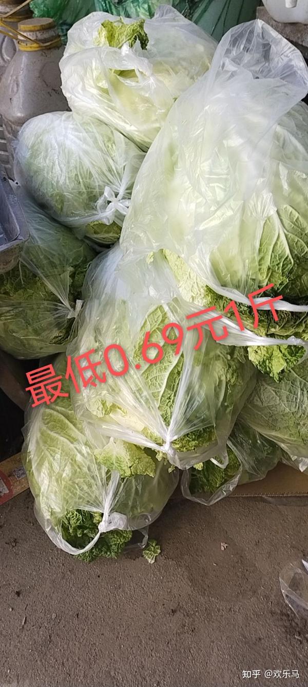 安丘白菜价格最新动态及分析